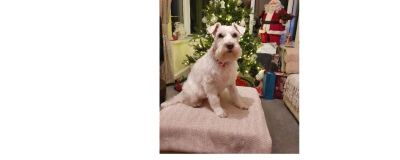 Sad News ! Sad News !